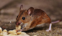 Rodent Removal